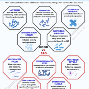 gut-bacteria-types