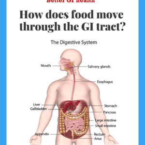 how food moves through the digestive system