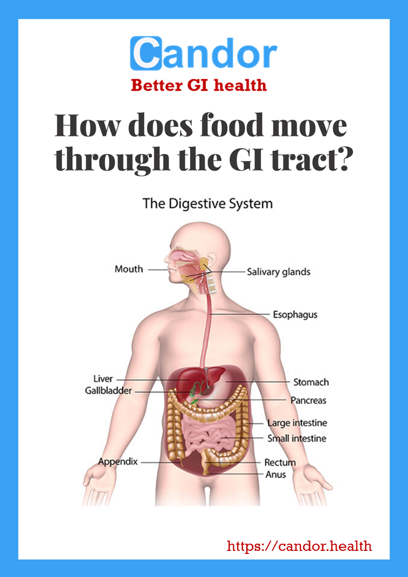 how food moves through the digestive system