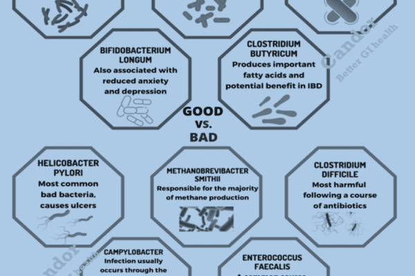 different types of gut bacteria-featured