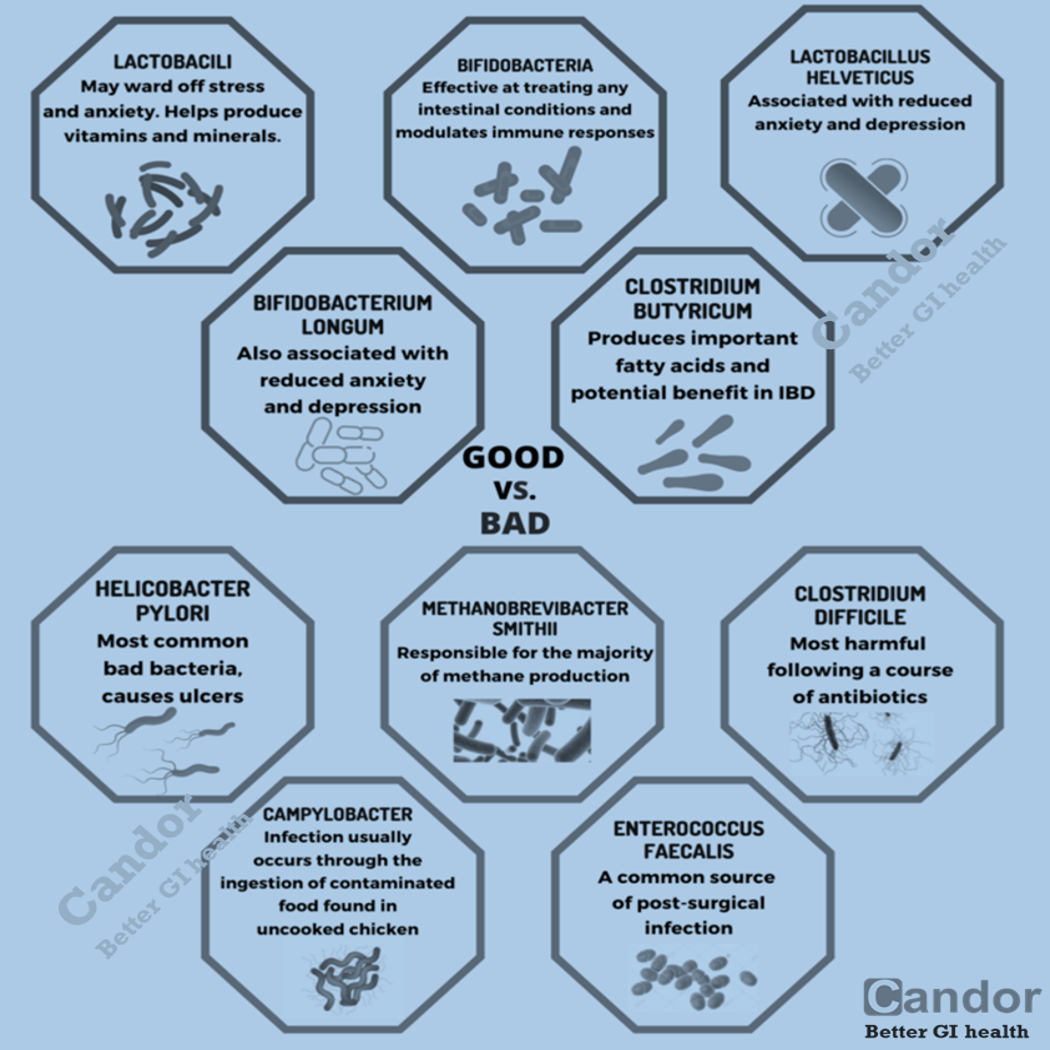 different types of gut bacteria-featured