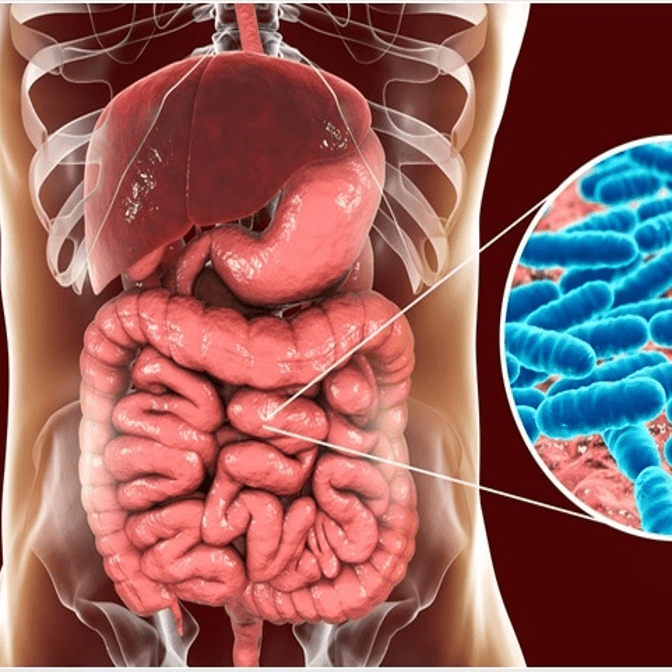 gut-bacteria-and-immune-system