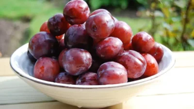 Picture of Plum for Candor ranked list